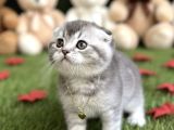 Sevi̇mli̇ Bebeği̇m Şansli Sahi̇bi̇ni̇ Ariyor
