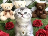 Sevi̇mli̇ Bebeği̇m Şansli Sahi̇bi̇ni̇ Ariyor