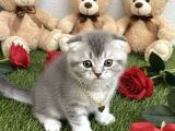 Sevi̇mli̇ Bebeği̇m Şansli Sahi̇bi̇ni̇ Ariyor
