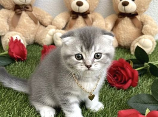 Sevi̇mli̇ Bebeği̇m Şansli Sahi̇bi̇ni̇ Ariyor görsel