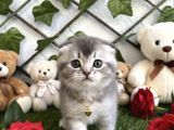 Sevi̇mli̇ Bebeği̇m Şansli Sahi̇bi̇ni̇ Ariyor