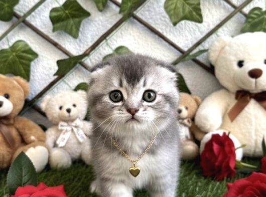Sevi̇mli̇ Bebeği̇m Şansli Sahi̇bi̇ni̇ Ariyor görsel