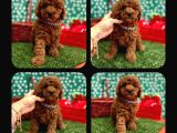 Toy Poodle Red Brown Yav