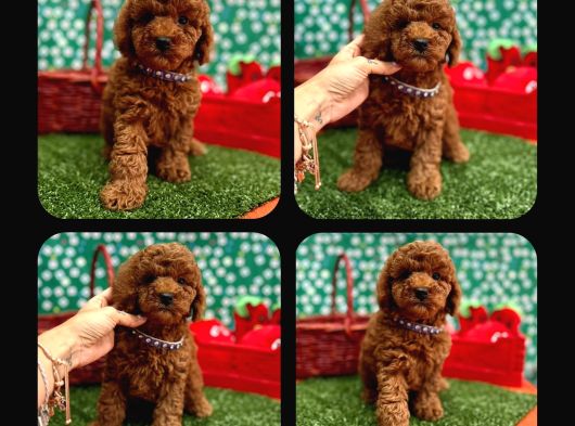 Toy Poodle Red Brown Yav görsel