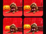 Red Brown Toy Poodle