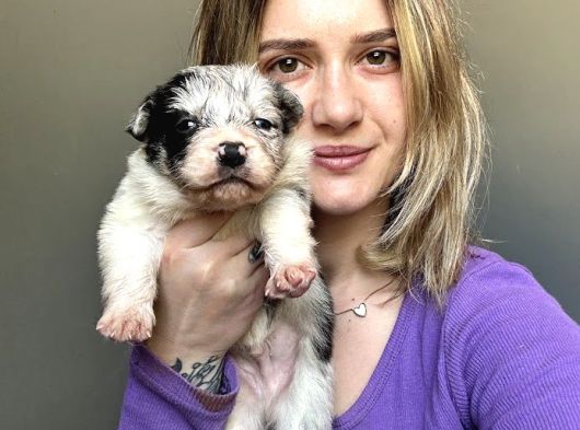 Bursa Köpek Okulundan Border Collie Yavruları