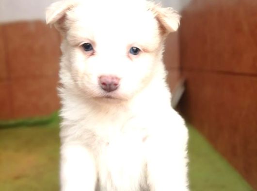 Bursa Köpek Okulundan Border Collie Yavruları görsel