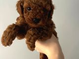 Toy Poodle Red Brwon Yavrular