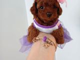 Toy poodle red brwon yavrular