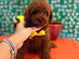 Toy Poodle Red Brown Yav