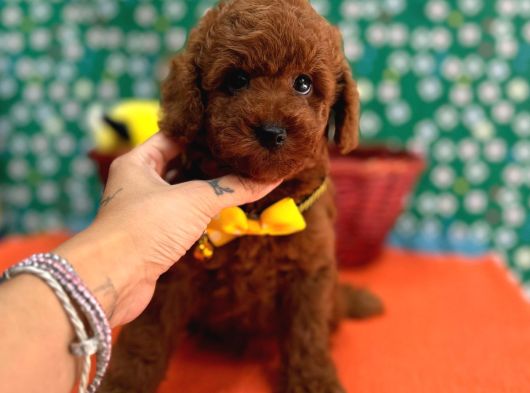 Toy Poodle Red Brown Yav görsel