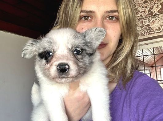 Bursa Köpek Okulundan Border Collie Yavruları görsel
