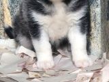 Bursa Köpek Okulundan Sibirya Kurdu Yavruları