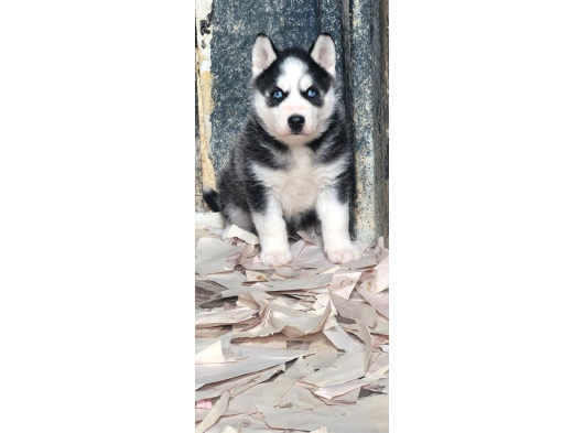 Bursa Köpek Okulundan Sibirya Kurdu Yavruları görsel