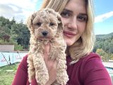 Toy Poodle Yavruları Bursa Köpek Okulu