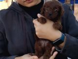 Red Kore Poodle Yavrularımız