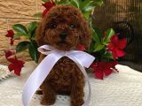Anti alerjik ender ırk Red Brown ToyPoodle yavrular