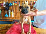 Oyuncu ve Koruyucu Boxer Yavruları