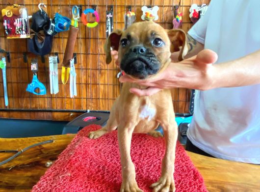 Oyuncu Ve Koruyucu Boxer Yavruları