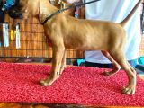 Oyuncu Ve Koruyucu Boxer Yavruları