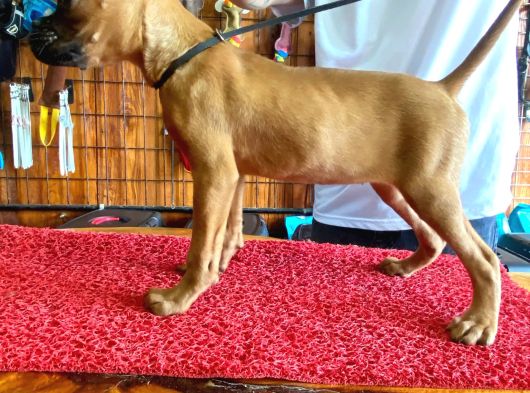 Oyuncu Ve Koruyucu Boxer Yavruları görsel