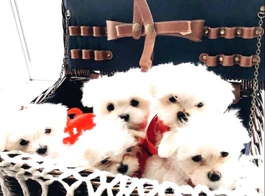 Mini Boy Maltese Bebeklerimiz görsel