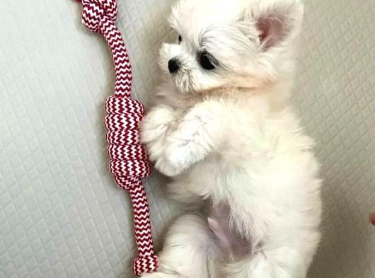 Mini Boy Maltese Bebeklerimiz görsel