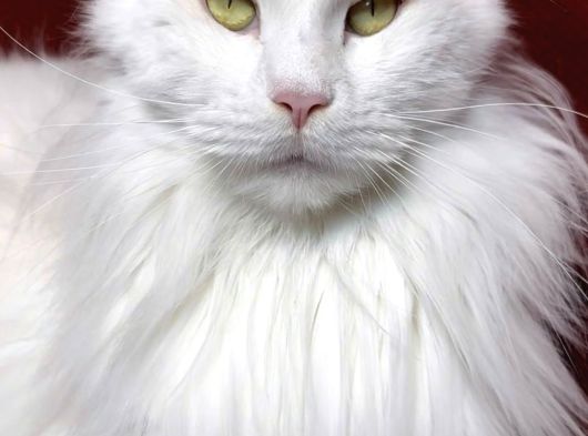 Türkiyenin Her Yerine Teslim Anne Baba Şampiyon görsel