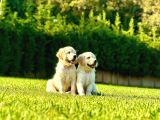Oyun Arkaşı Arıyorsanız Bu Özel Golden Lar Size Göre