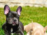 Ruhsatlı Köpek Çiftliğinden Blue French Bulldog Yavruları