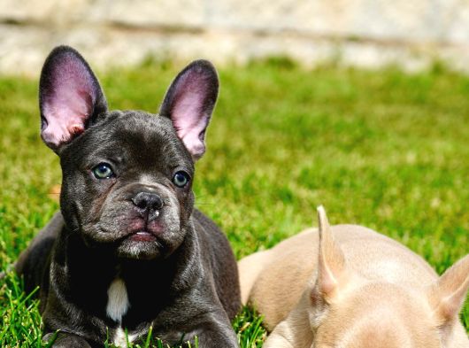 Ruhsatlı Köpek Çiftliğinden Blue French Bulldog Yavruları görsel