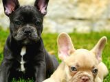 Ruhsatlı Köpek Çiftliğinden Blue French Bulldog Yavruları