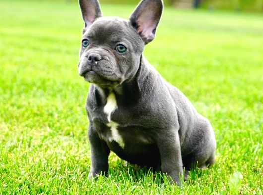 Ruhsatlı Köpek Çiftliğinden Blue French Bulldog Yavruları görsel