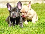 Ruhsatlı Köpek Çiftliğinden Blue French Bulldog Yavruları