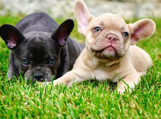 Ruhsatlı Köpek Çiftliğinden Blue French Bulldog Yavruları görsel