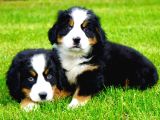 Dağ Köpeği Bernese Yavruları Çiftlikten