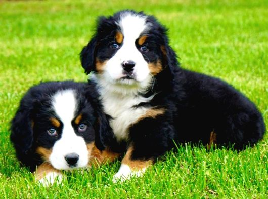 Dağ Köpeği Bernese Yavruları Çiftlikten görsel