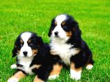 Dağ Köpeği Bernese Yavruları Çiftlikten