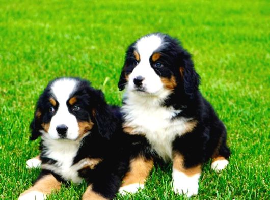 Dağ Köpeği Bernese Yavruları Çiftlikten görsel