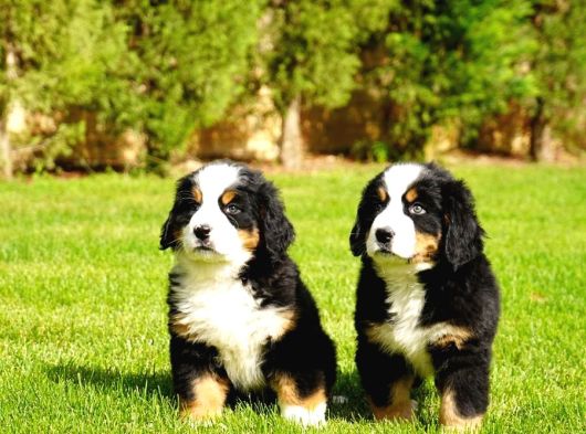 Dağ Köpeği Bernese Yavruları Çiftlikten görsel