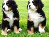 Dağ Köpeği Bernese Yavruları Çiftlikten
