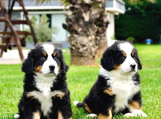 Dağ Köpeği Bernese Yavruları Çiftlikten