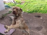 Preso Canari̇o Melezi̇