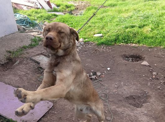 Preso Canari̇o Melezi̇ görsel
