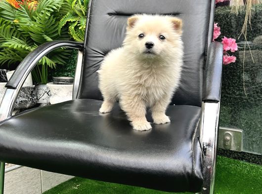 Pomeri̇an Boo Türki̇yeni̇n En Uygun Yavrusu görsel