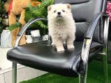 POMERİAN BOO TÜRKİYENİN EN UYGUN YAVRUSU