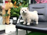 Pomeri̇an Boo Türki̇yeni̇n En Uygun Yavrusu