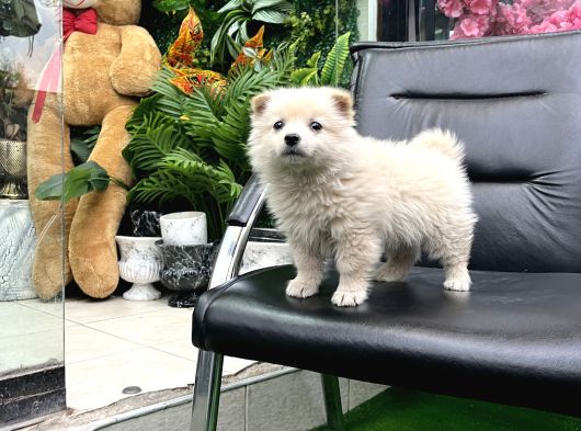 Pomeri̇an Boo Türki̇yeni̇n En Uygun Yavrusu görsel