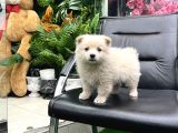 Pomeri̇an Boo Türki̇yeni̇n En Uygun Yavrusu