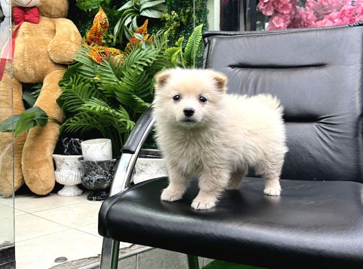 Pomeri̇an Boo Türki̇yeni̇n En Uygun Yavrusu görsel